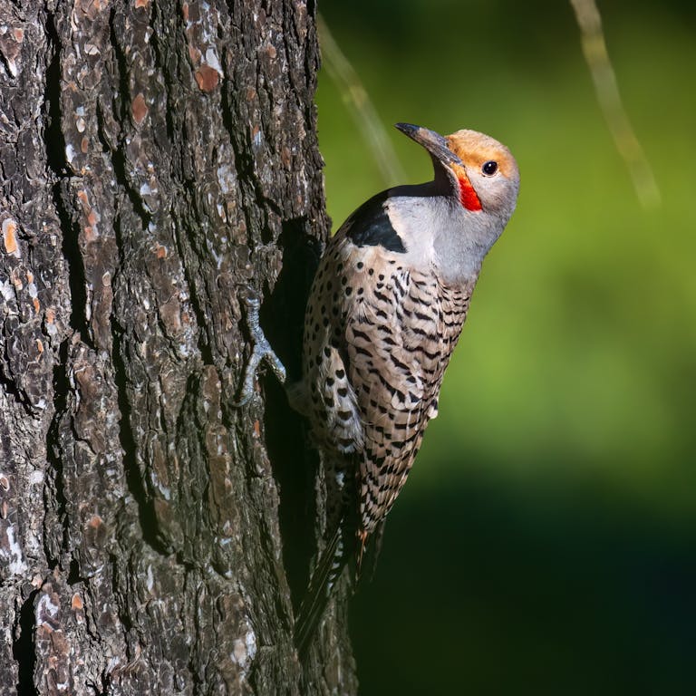 Close-up of a northern flicker bird on a tree trunk in a natural setting.