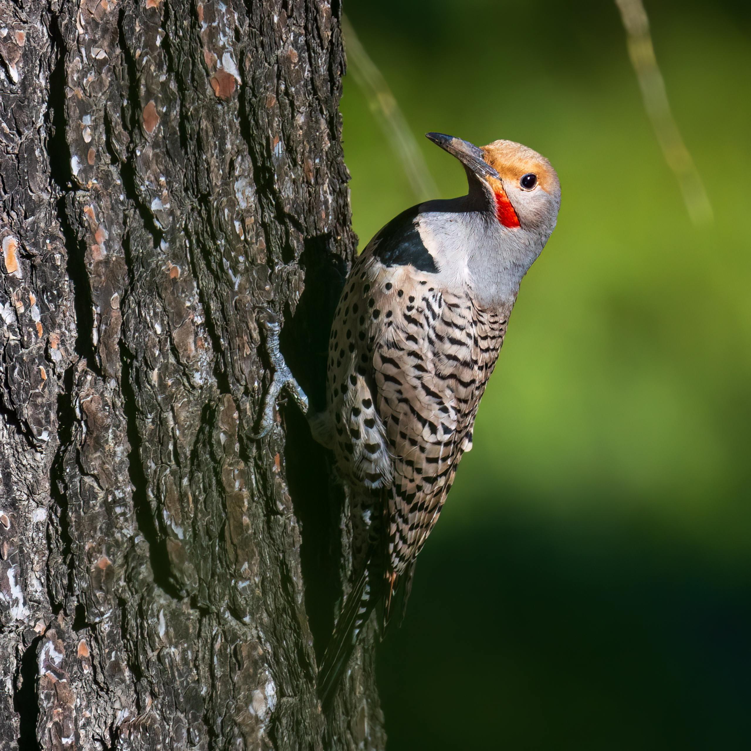 Close-up of a northern flicker bird on a tree trunk in a natural setting.