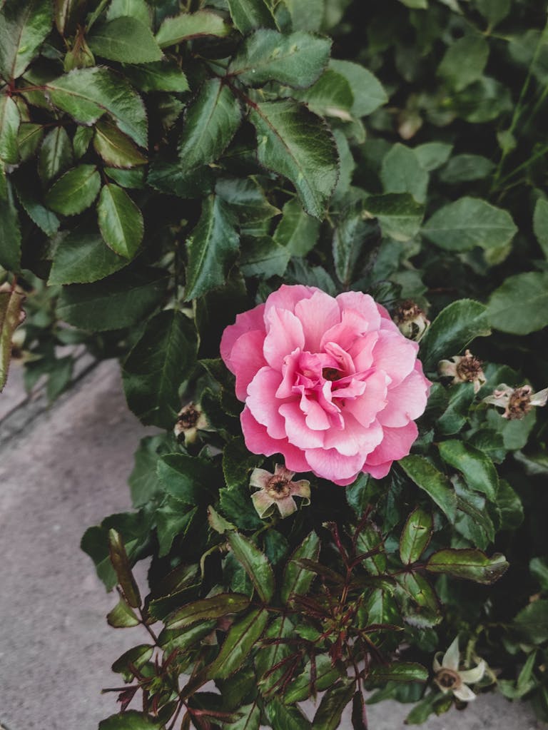 Vibrant pink camellia flower surrounded by lush green leaves in an outdoor garden setting.